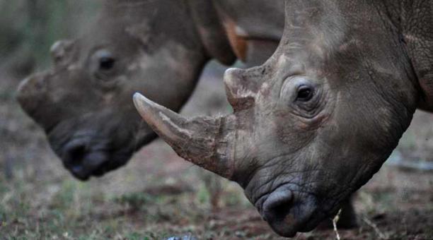 Polémica por una subasta de cuernos de rinoceronte en Sudáfrica