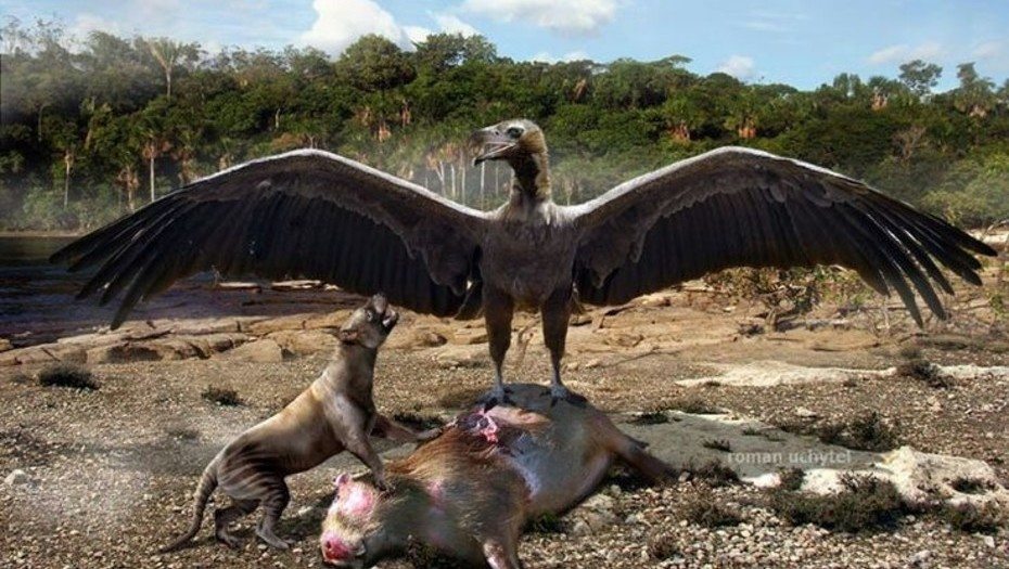 Hallan fósiles de aves carnívoras de 3,5 millones de años en costa de Argentina