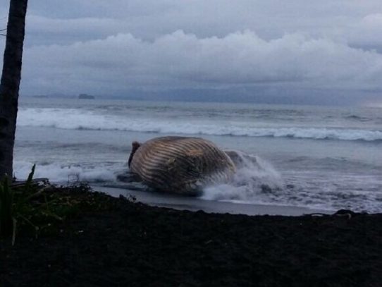 Hallan muerta ballena Jorobada en playa Morrillo, provincia de Veraguas