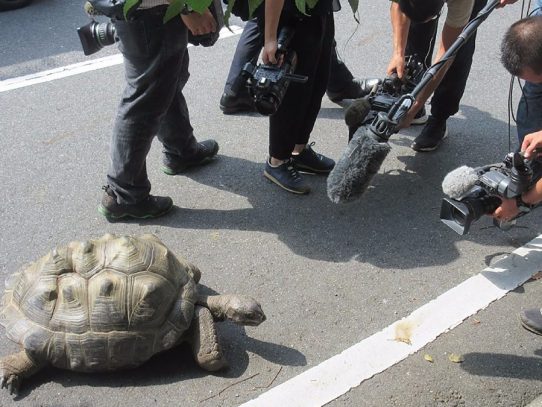 Hallan a tortuga gigante que se fugó de un zoo de Japón a 140 metros del lugar