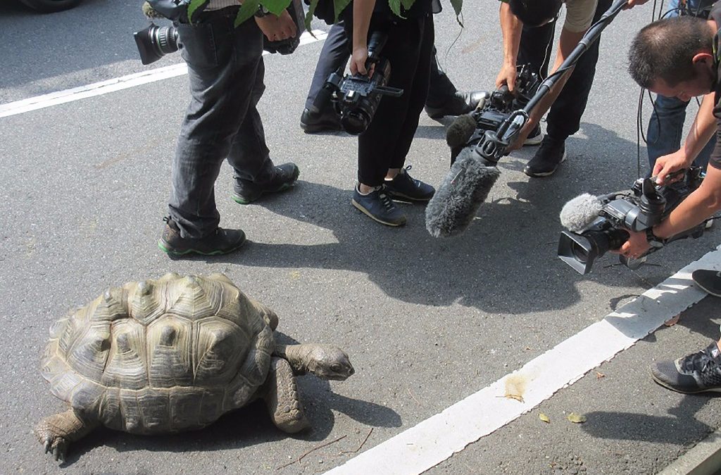 Hallan a tortuga gigante que se fugó de un zoo de Japón a 140 metros del lugar