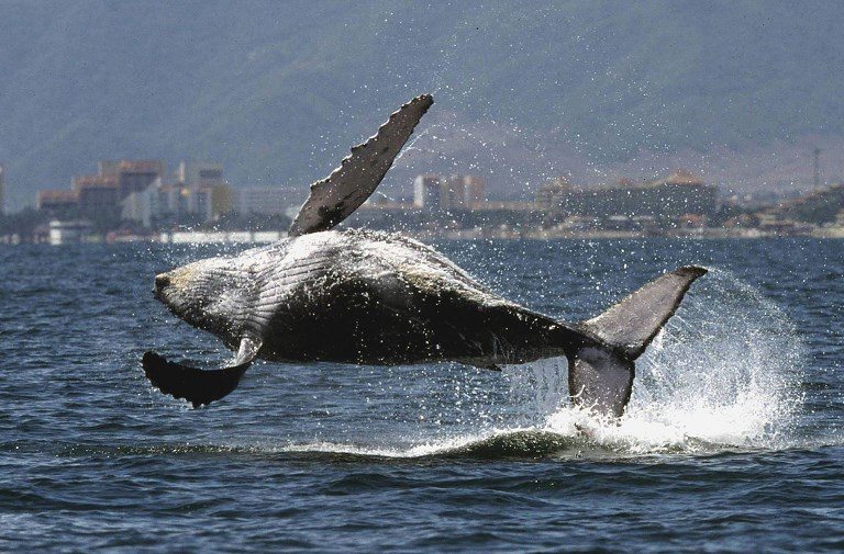 Smithsonian muestra el impacto del Canal de Panamá en ruta de ballenas jorobadas