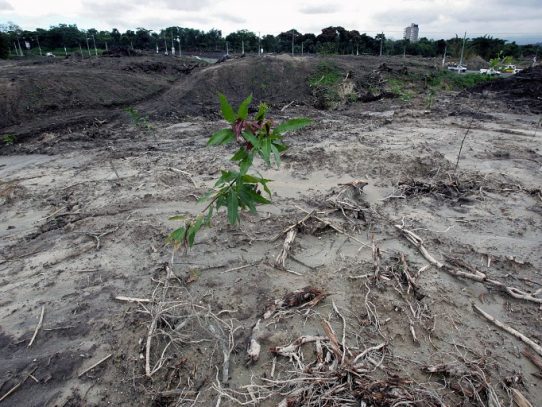 Deforestación hace que trópicos emitan más CO2 que el que absorben