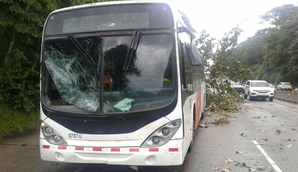 Árbol cae sobre metrobús en Corredor Norte en la salida hacia San Miguelito