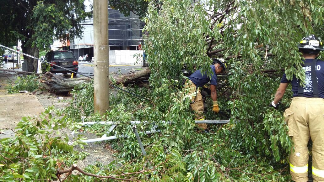 Autoridades reportan caídas de árboles e inundaciones por lluvias de este domingo