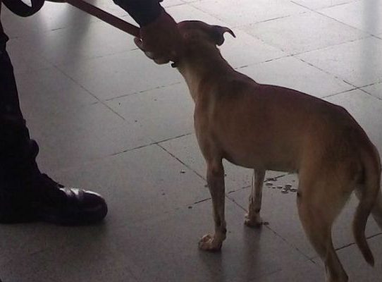 Perro cayó en las vías del Metro de Panamá paralizando su funcionamiento