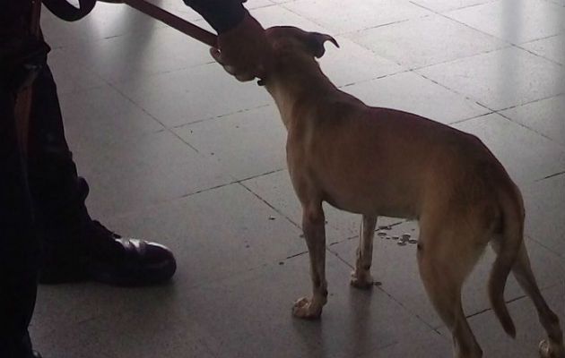 Perro cayó en las vías del Metro de Panamá paralizando su funcionamiento