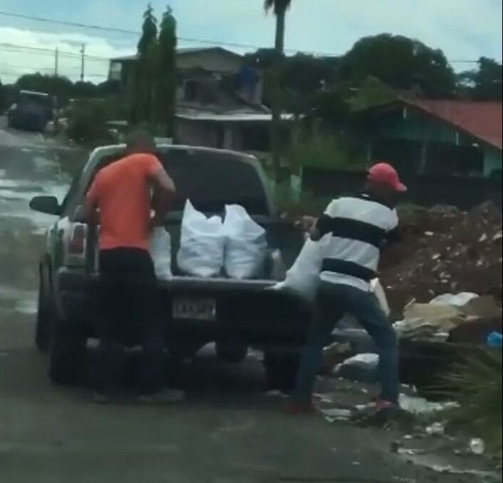 Se desata fiebre caza cochinos