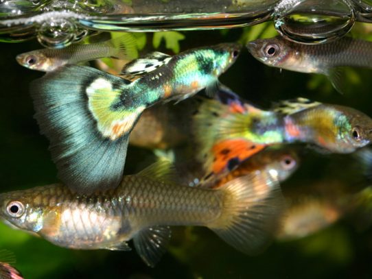 Estudios británicos afirman que los peces tienen personalidad