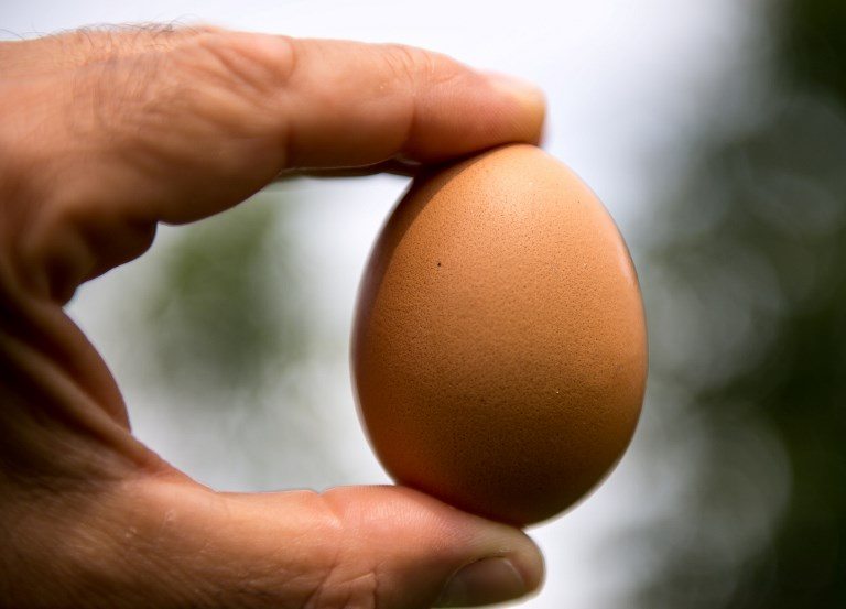 Aproximadamente 170 huevos al año consumen los panameños