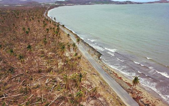 Ecosistema de Puerto Rico demorará 10 años en recuperarse del huracán María