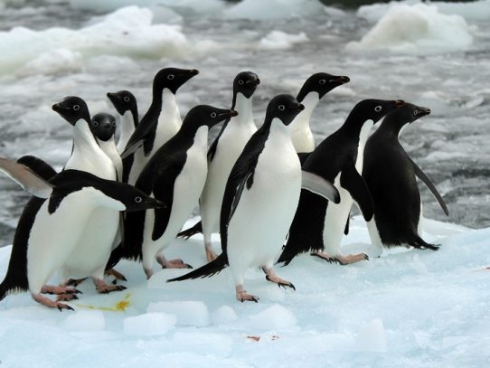 Miles de crías de pingüino Adelia mueren de hambre en la Antártida