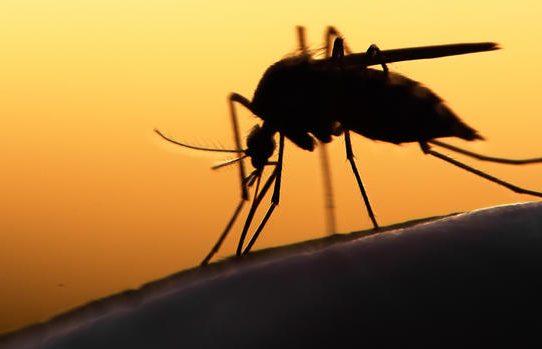 Cóctel de anticuerpos bloquea el virus del Zika en primates