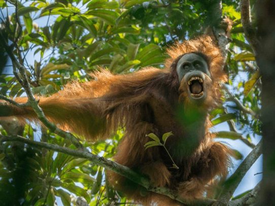 Descubren una nueva especie de orangután en Indonesia