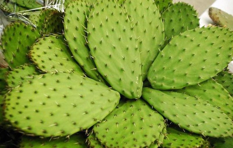 El cactus, el alimento del futuro, según la FAO