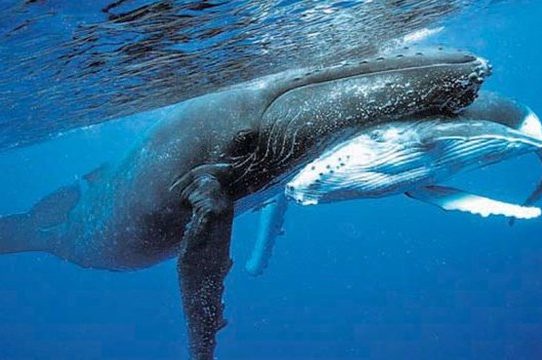 Las ballenas azules son sobre todo diestras, dice estudio
