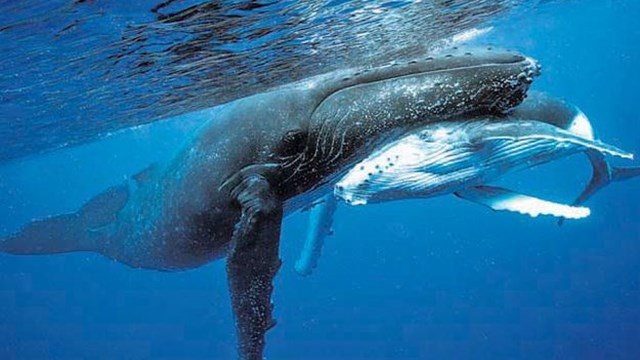 Las ballenas azules son sobre todo diestras, dice estudio