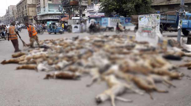 Envenenamiento de perros abandonados indigna a Líbano