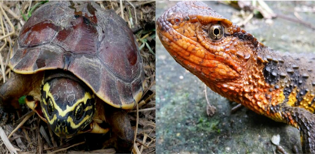 Cocodrilo lagarto y tortuga come caracoles, nuevas especies en Asia