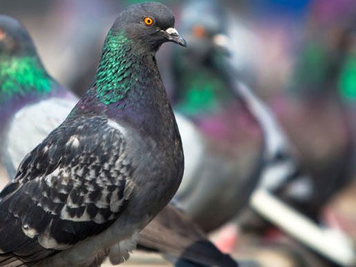 Respirar por el ano o palomas para guiar misiles: Estudios que merecieron el "anti-Nobel"