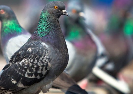 Las palomas no tienen "cerebro de pájaro", dice un estudio