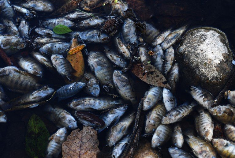 La mortandad de peces en el río Lempa enciende alarmas en Centroamérica