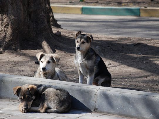 'Matan' perros callejeros para limpiar ciudades rusas donde se jugará Mundial 2018