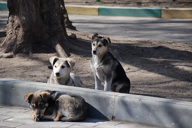 'Matan' perros callejeros para limpiar ciudades rusas donde se jugará Mundial 2018