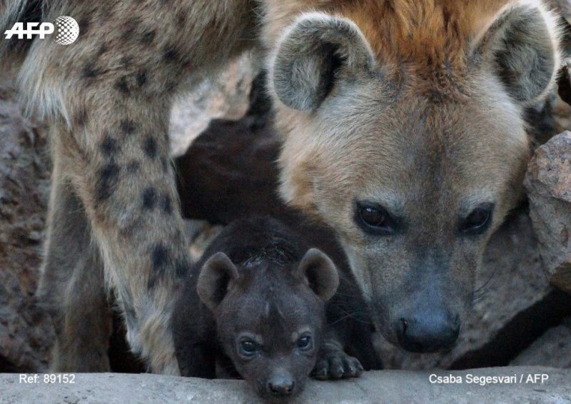 Detectada en Gabón la hiena manchada, una especie que se creía desaparecida