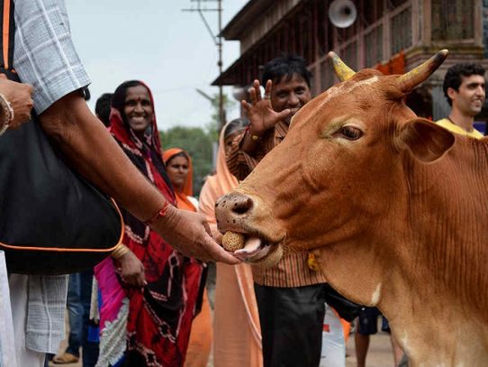 La "terapia de la vaca", nueva iniciativa para presos en la India