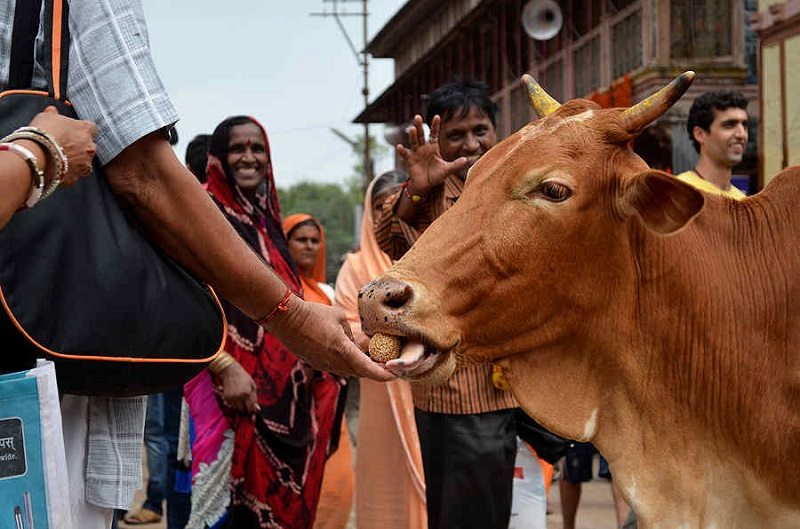 La "terapia de la vaca", nueva iniciativa para presos en la India