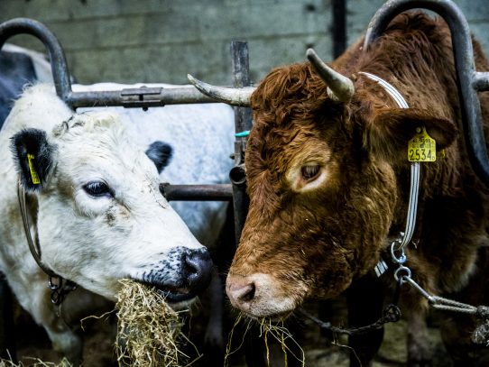 La vaca prófuga en Holanda trasladada a un santuario