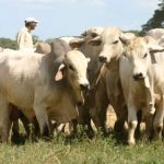 Detectan nuevos casos de rabia bovina en Panamá Oeste