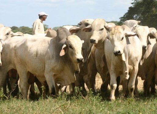 Detectan nuevos casos de rabia bovina en Panamá Oeste