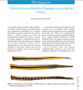 Hydrophis platurus es la serpiente marina más ampliamente distribuida y las más pelágica de todas, alcanza una longitud máxima de aproximadamente 100 cm, tiene 49 a 67 hileras de escamas. Foto/Centro de Incidencia Ambiental