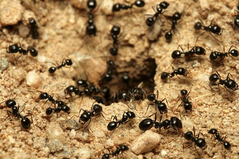 Las hormigas, ¿base de futuros medicamentos?