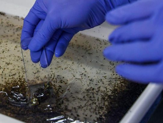 Científicos descubren cómo los mosquitos detectan el sudor humano