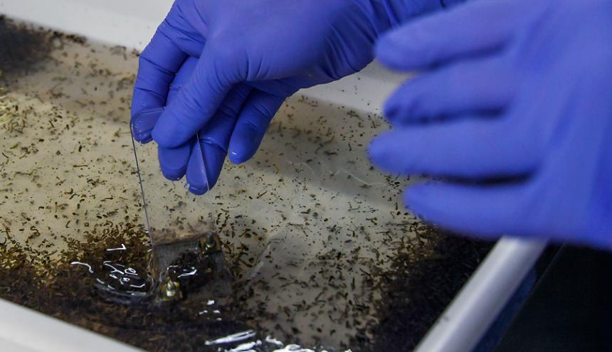 Científicos descubren cómo los mosquitos detectan el sudor humano