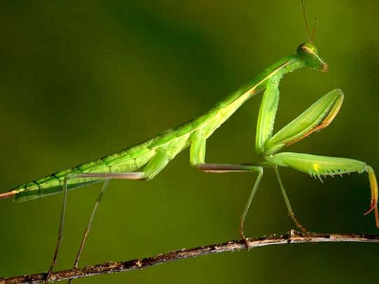 La mantis religiosa ve en tercera dimensión pero no como los humanos