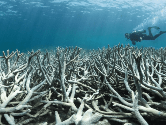 Los arrecifes de moluscos australianos, un desastre ecológico desconocido