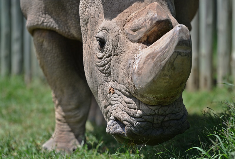 Muere en Kenia el último rinoceronte blanco macho a los 45 años
