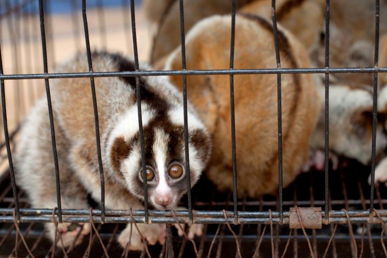 Nuevas tecnologías para luchar contra el tráfico de animales en Indonesia