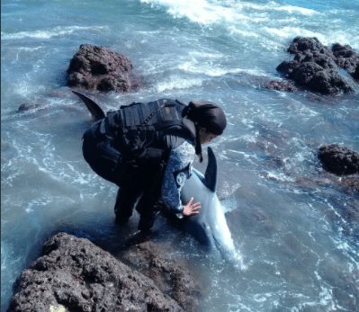 Policía Nacional rescata a delfín en costa de Pedasí