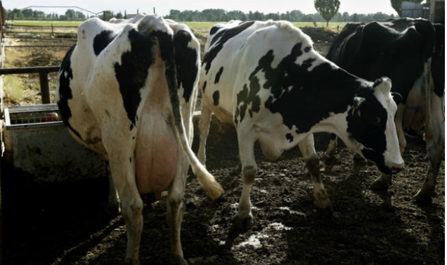 Gobierno busca elevar calidad de la producción lechera del país