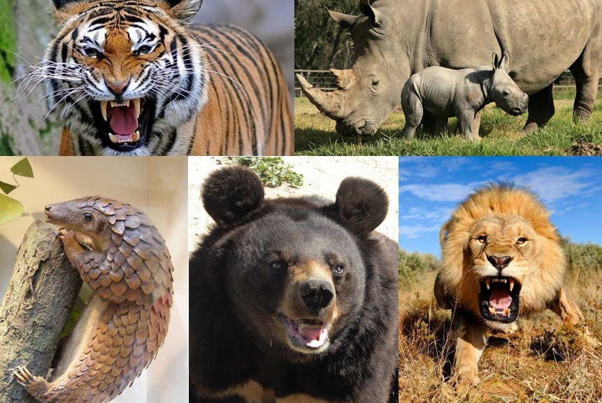 ¿Están amenazados los mayores animales terrestres?