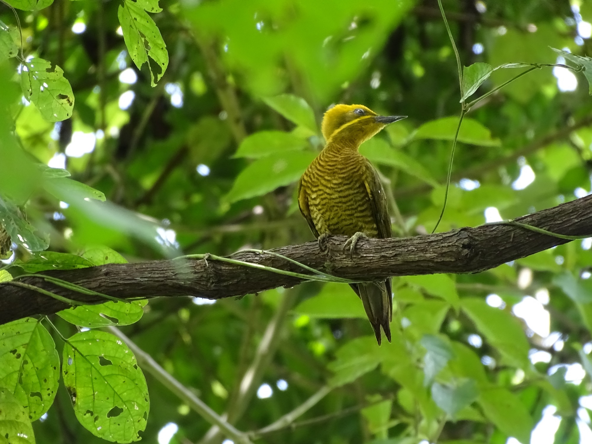 Panamá muestra su potencial en avistamiento de aves en el Global Big Day