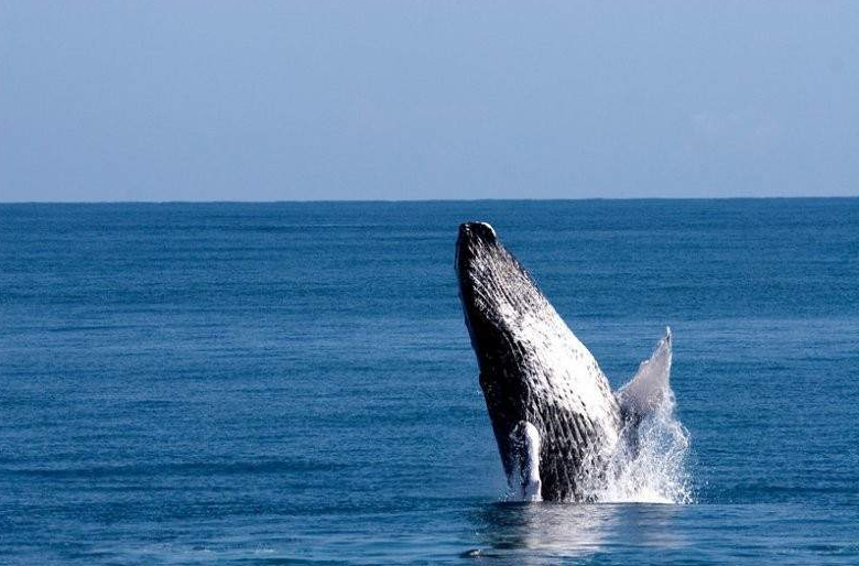 El pacífico panameño se prepara para recibir  a las acrobáticas ballenas jorobadas