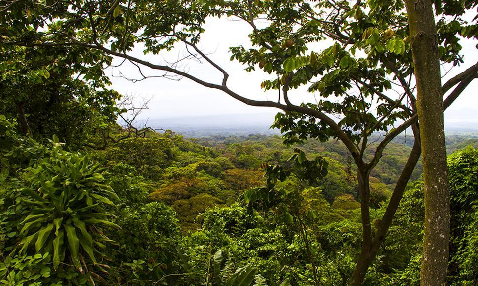 Panamá en lista de países que perdieron bosques en 2018, según el Foro Económico Mundial