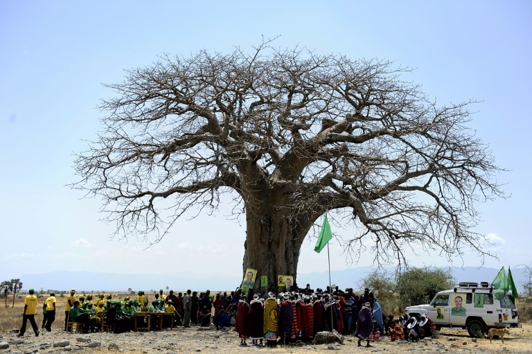 Alarma por la desaparición "espectacular" de los baobabs más viejos de África