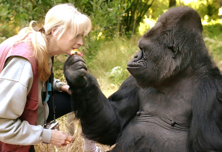 Murió Koko, la famosa gorila californiana que hablaba el lenguaje de signos
